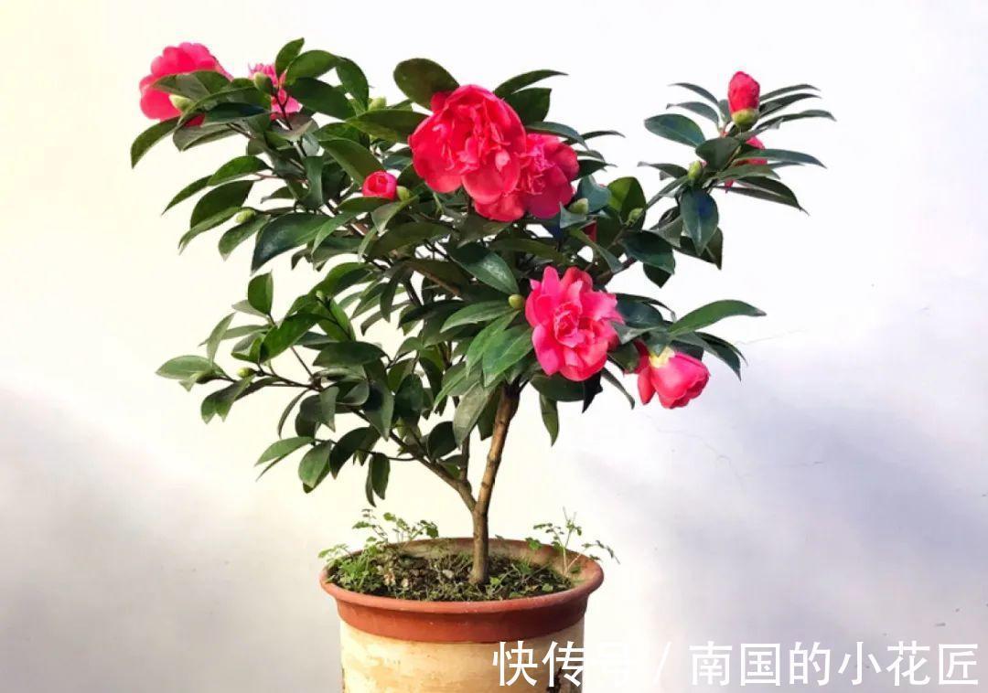 叶片|夏天怕晒的花,赶紧搬到阴凉地儿,再晒成枯杆了