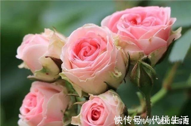 浇水|月季土埋“一料”,不黄叶不烂根,7天蹭蹭冒小笋,开出层叠群花!