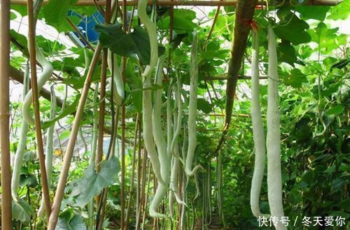 改善便秘|几种养生又美味的食物,坚持常吃,清理血管,改善便秘,更显年轻