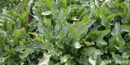 药用价值|曾是农田一害草,让农民痛恨,如今成高级野菜,爽口酸溜