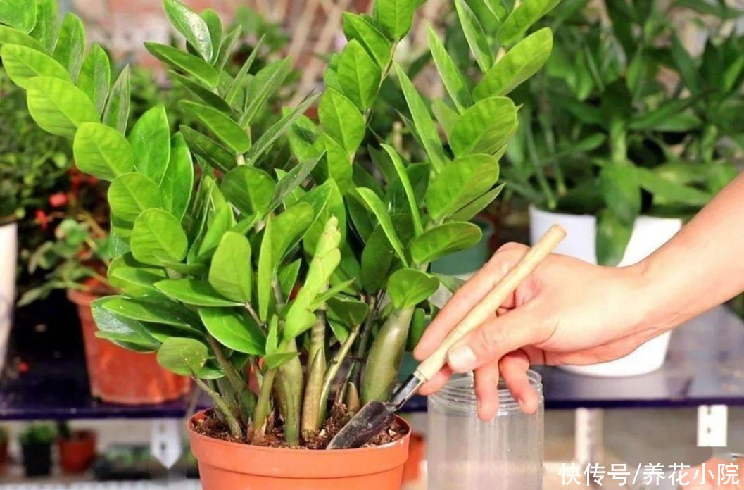 浇水|养金钱树，别只浇水，补上2肥，不停冒新芽