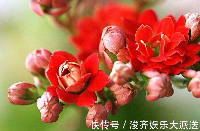 长寿花|新手养长寿花，做好3个小技巧，花苞猛长不停，养一盆爆一盆