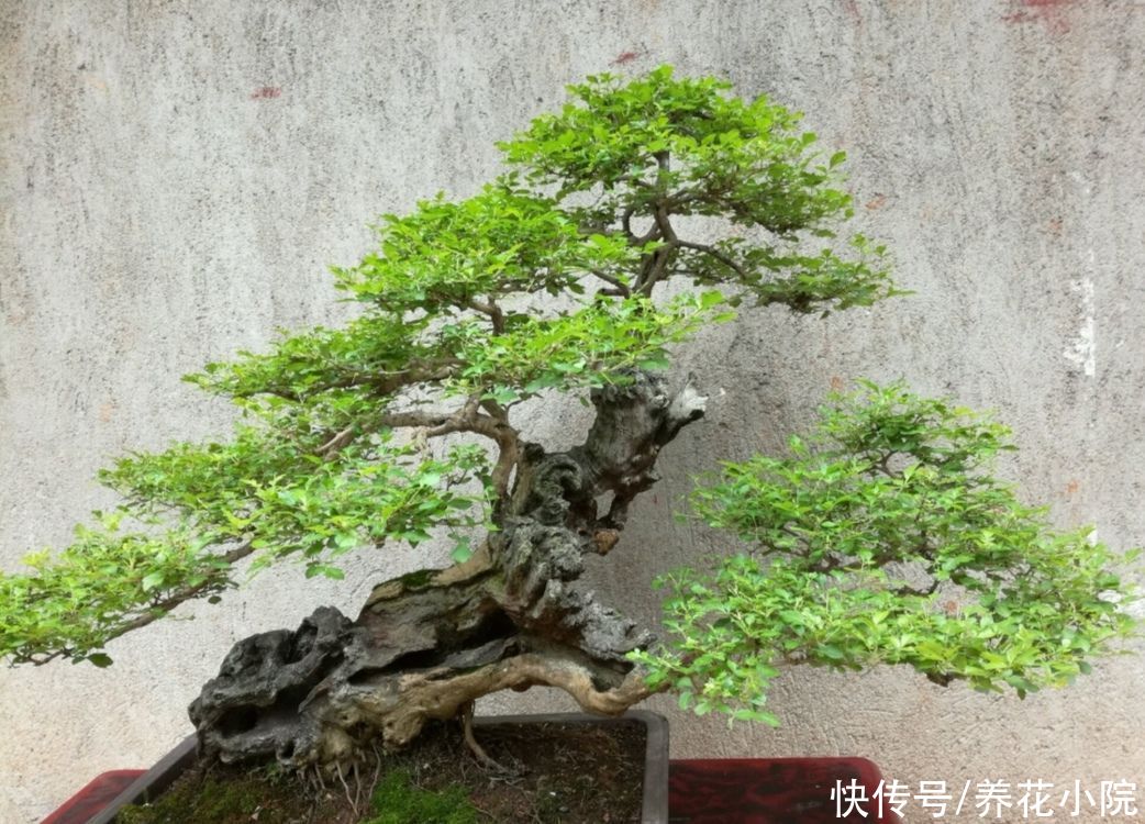 栽植|野外2种“疙瘩树”，苍劲古朴，枝叶清秀，适合做盆景