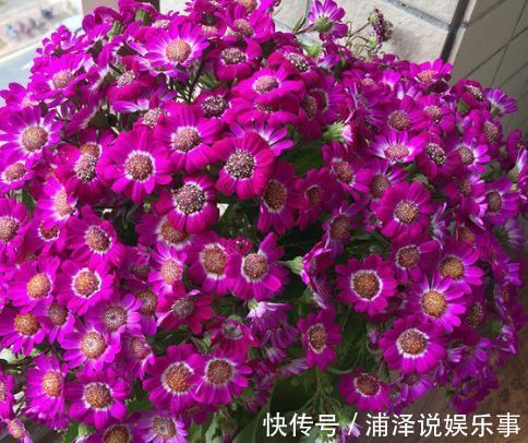 养花|新手养花,不如养盆花中精品“情人菊”,似妩媚情人,芳香四溢