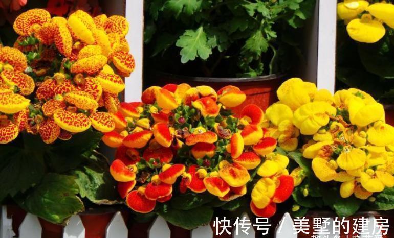 铜钱草|9种“带钱花”，家里养一盆，寓意财源滚滚来，最后2种你见吗？