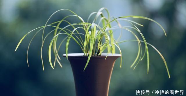 哪种兰花香,怎样才能买到比较香的兰花?3点建议,选到香兰不难