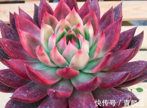 多肉植物什么时候才可以控养,服盆期间能不能晒太阳