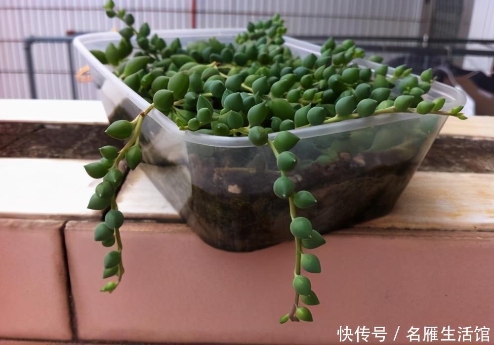 养护|珍珠吊兰长得有趣养的人多，挂着养却出现黄叶问题，该怎么解决？