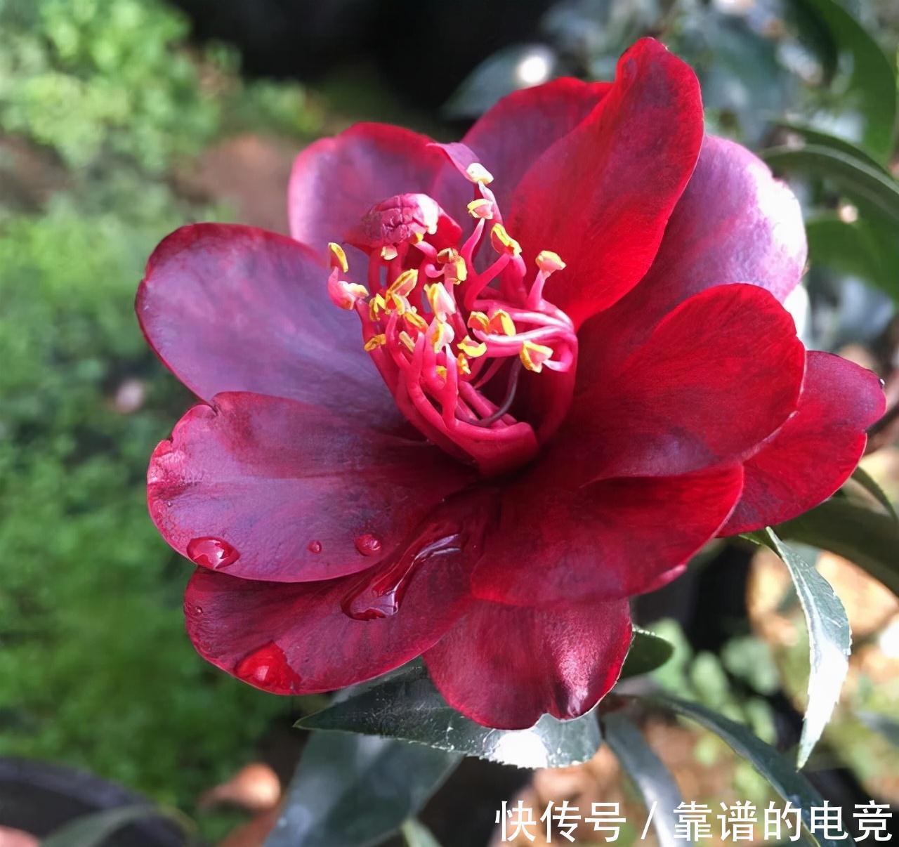 这“三茶花”不怕冷,零下30℃也能开花,单朵可持续绽放一整季