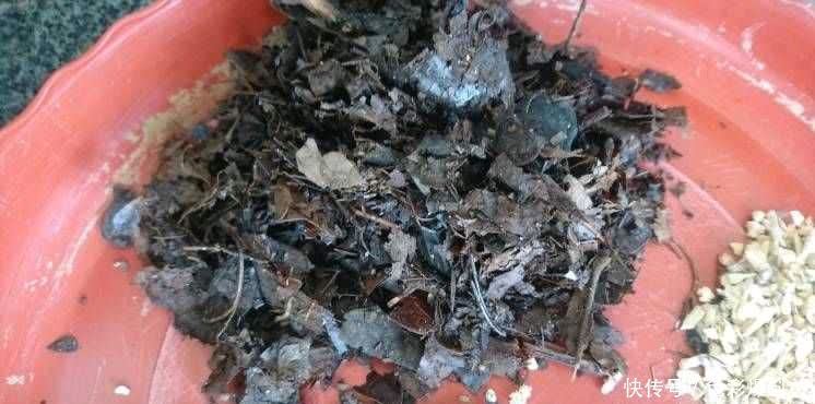 这样养“君子兰”,叶子更多更大更油绿,花朵红似火