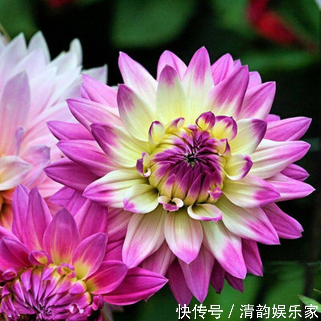 大丽菊|此花名叫“大丽菊”,美丽的不像话,寓意大吉大利,幸福美满