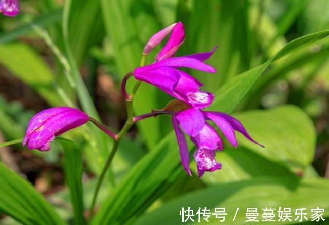 农村这种野生植物叫“白芨”，对于烫伤有好用，遇见请多加珍惜