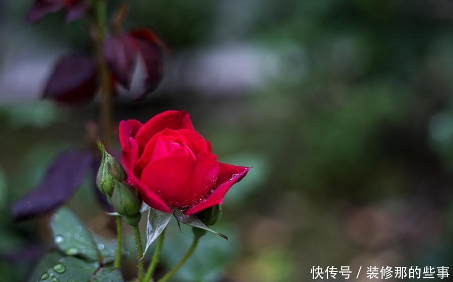 修剪|月季入夏之后的养护，要提前做好准备，避免养护错误，影响开花