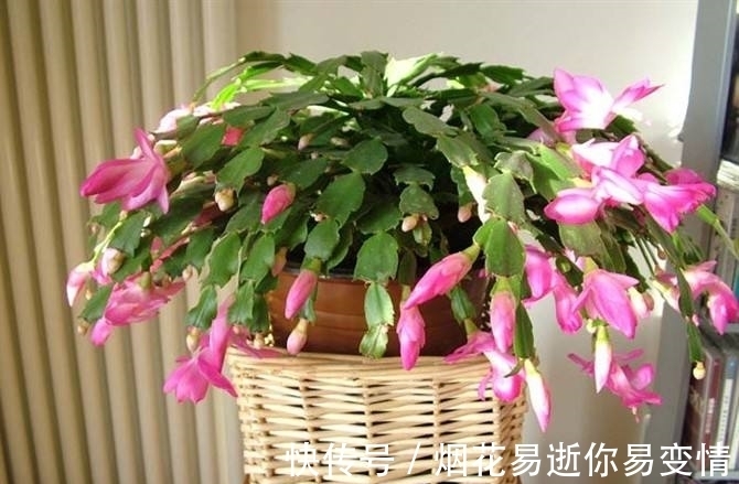 妙招|蟹爪兰干瘪了会死吗?教你3种挽救小妙招,让它“起死回生”