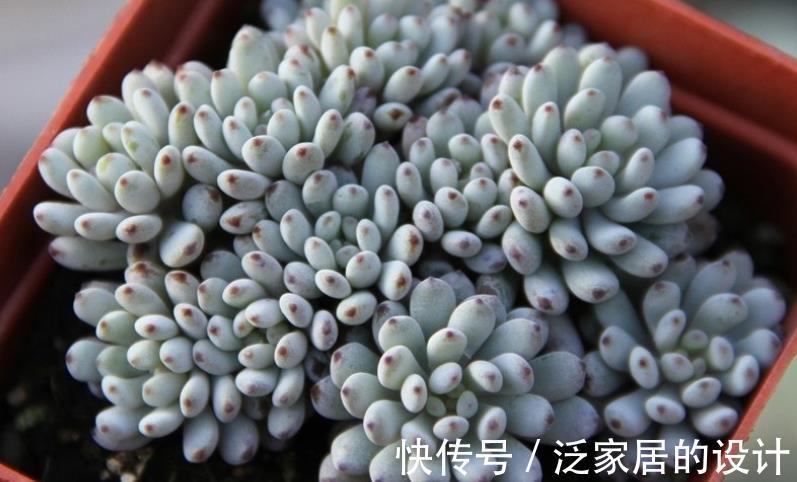 多肉|这5款多肉一点都不输花卉，勺状叶排序如娇花，还能散发出幽香