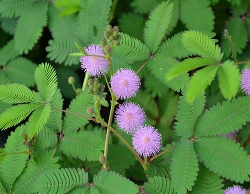 养花不能什么植物都往家里搬，5种花养在室内有隐患