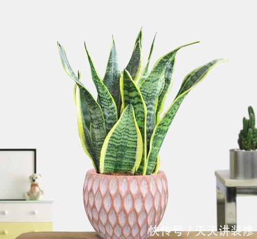 虎皮兰有3怕,冬天及时避开,顺利春化,冒笋芽长新叶!