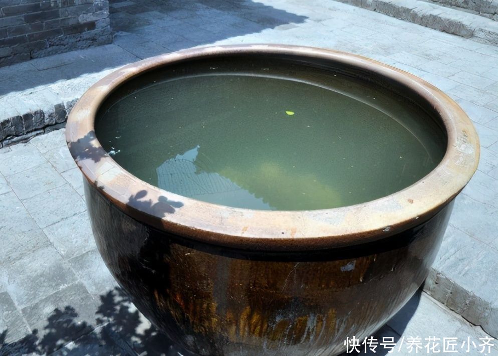 想要养好多肉，新手忌用“三种水”，否则容易伤根，严重会化水