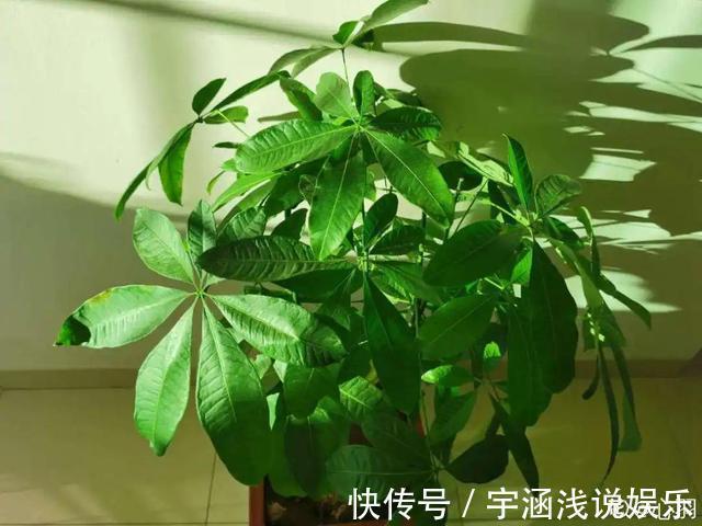 低温|低于5度,6种花一整个冬天不浇水,也能照样活
