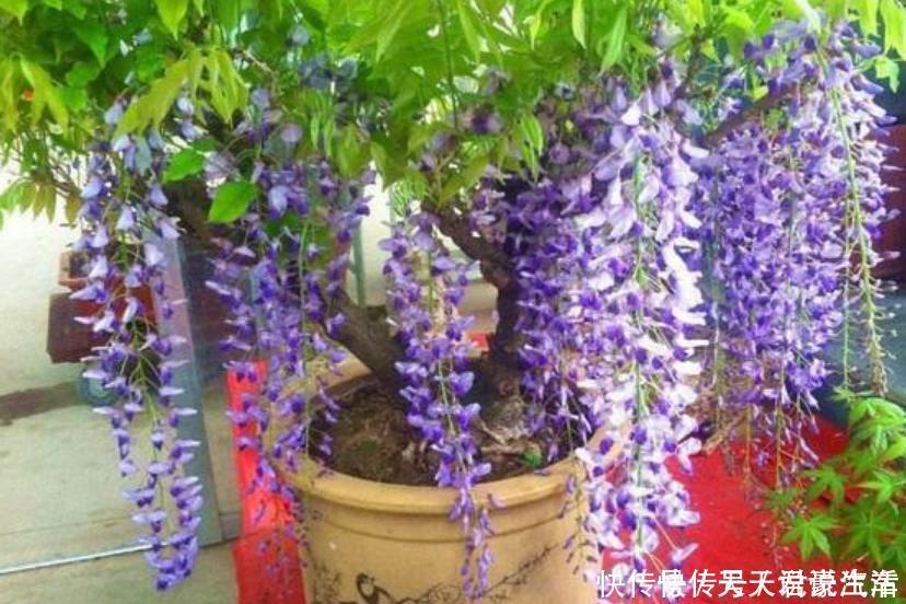 花盆|4种富贵花,添福添贵添好运,迷人的花朵,开满整个花盆