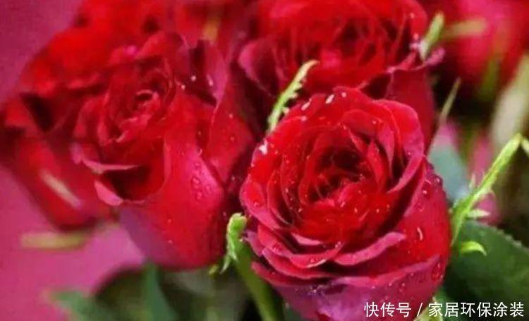 阳台就养“4种花”,越热花开越多,30天养成“小花园”!
