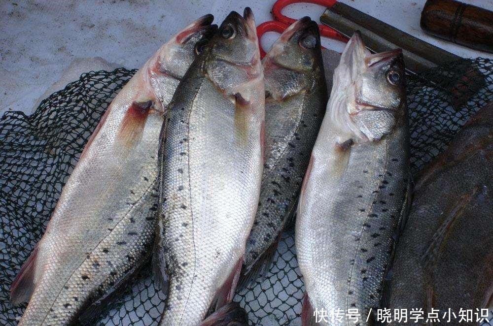 鲈鱼并不是越大越好!买鲈鱼牢记这4点,连卖鱼摊主都夸你懂行