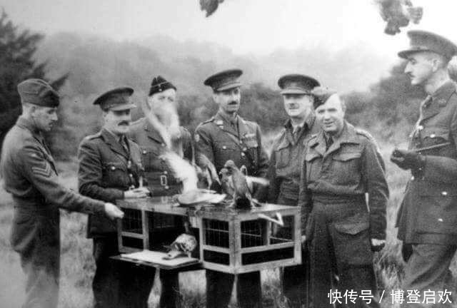 抗日|抗日战场上,宁愿不打鬼子,也得灭掉这类动物,你知道为什么吗?