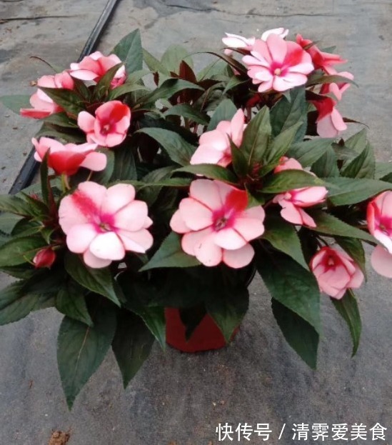 花卉叫法不一样,尤其在养花知识的传播上往往容易让新手产生误解