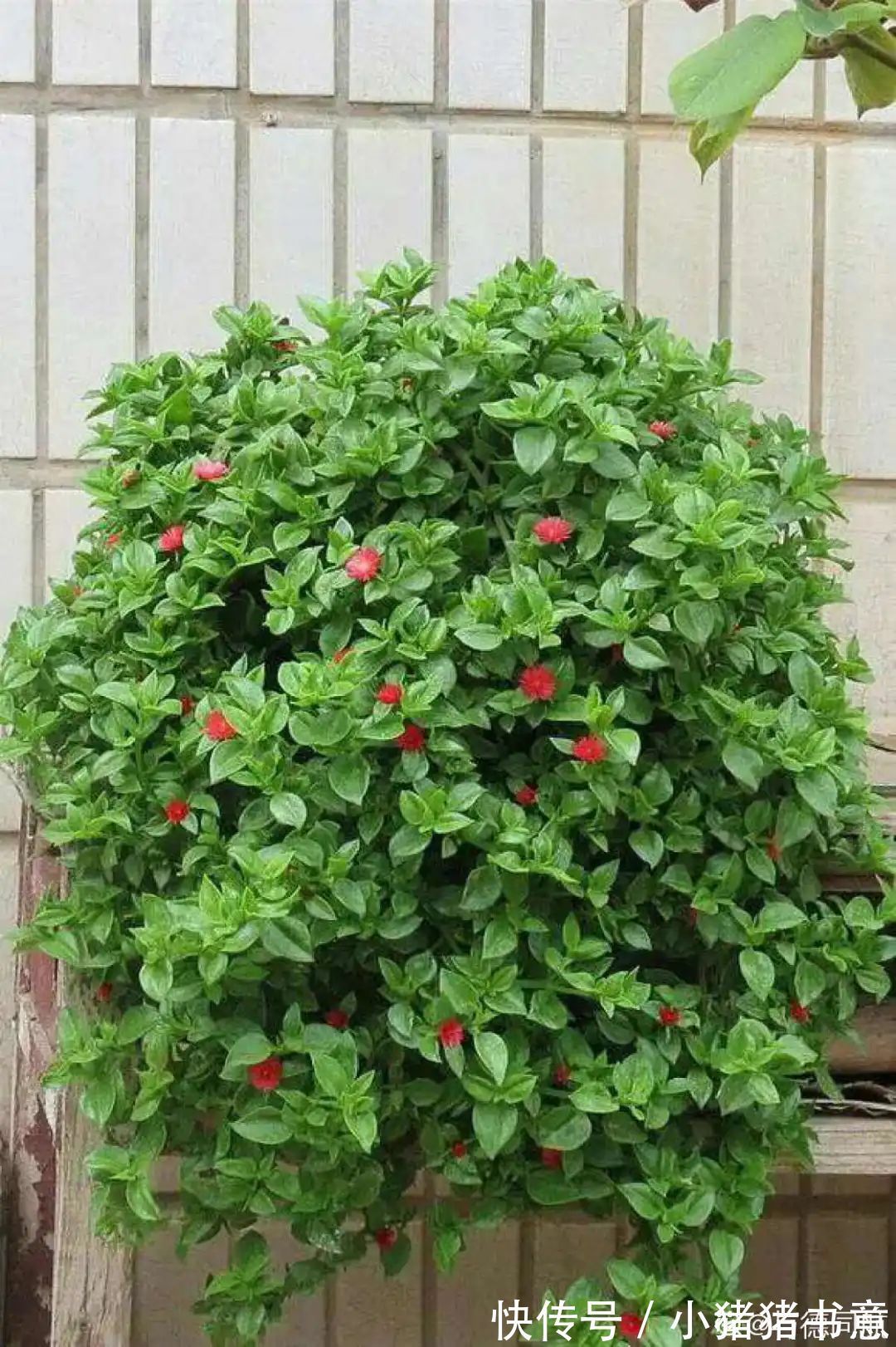 超好养的18种植物,第一名竟然是它!绿萝只能排倒数