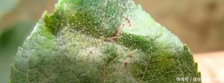 用最简单的方法,杀最难缠的多肉虫害,轻松杀灭蚧壳虫和小黑飞!