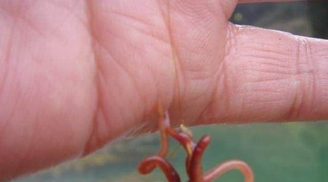 用蚯蚓钓不上鱼那是方法没用对，只4招，就让你渔获翻倍