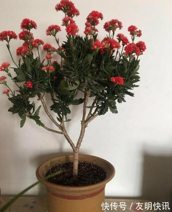 养分|盆栽养殖长寿花,花谢就修剪、施肥,等一个月又能催花了