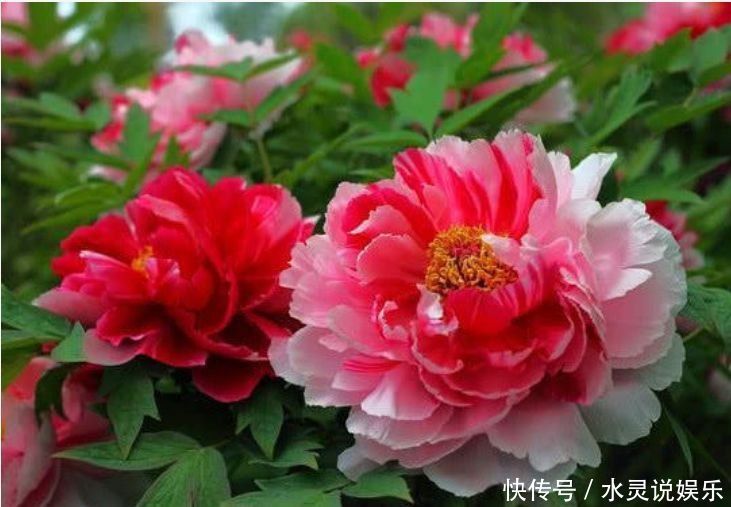 养花就养个花期长的,年年开花漂亮好闻,入手不后悔