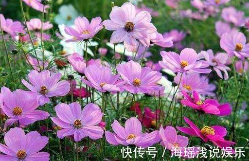 “玫瑰精品”土星王阳台,丰腴婀娜,花色温馨,非常值得拥有