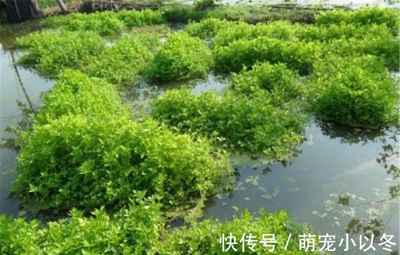 炒腊肉|食用期长达5个月,却很少人去摘,如今正当季,炒腊肉是一绝