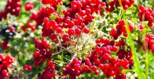 主根|男人要养肾,女人要养肝,3种食物,养肝护肝,排毒养颜