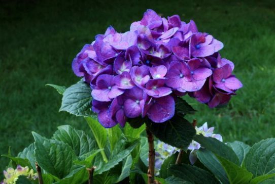 4种花漂亮不输牡丹，可盆栽种植，四季开花，很值得拥有