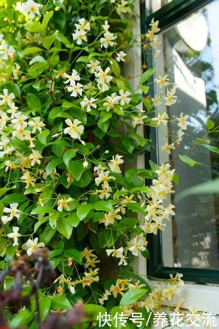 13种耐寒的盆栽花卉，零下20多度可存活，大部分南方也能种