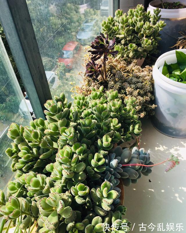 多肉|熊童子,花普货的价钱赏贵货的颜值,做好5点,红叶尖肥叶片都要