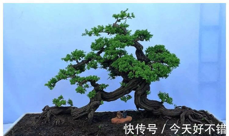 铁包金盆景怎么养?盆景爱好者:一切适量搭配,后面就靠时间雕琢