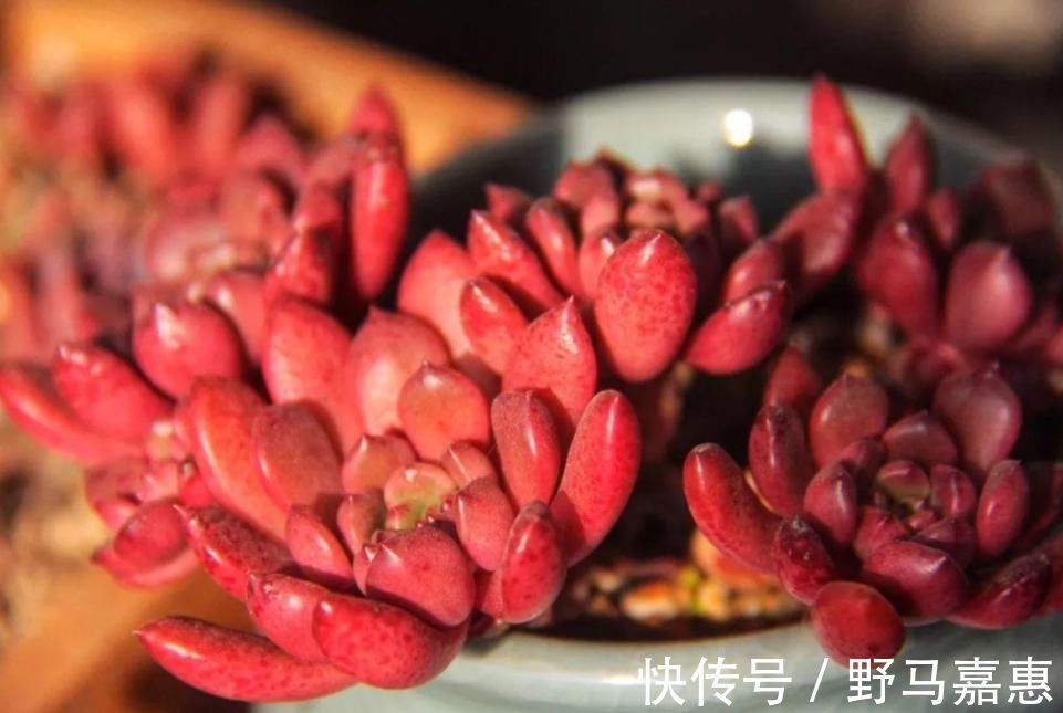 这6种多肉可不耐冻,大冷天赶紧搬回家,冻伤了可救不活