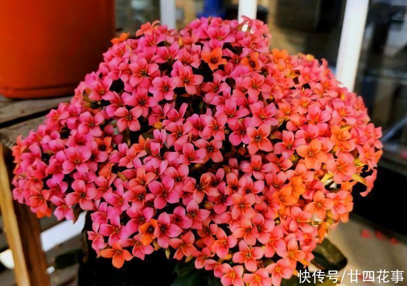 6种花,长高就“变丑”,株型低矮才“漂亮”,要舍得剪