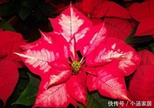 反而|养花确实很惬意,但不能随便放在卧室,这几种放在卧室反而不好