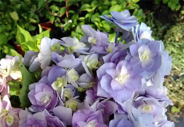 3款花又美又香,花朵超漂亮,一年开花多次,养护容易,值得拥有