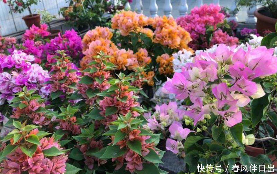 居家就养此款花卉,开花大又香,开出一片花海