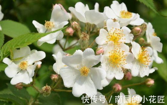 藤萝花|春节过后选这几款花,高颜值易成活,沾土就活,花型奇特美丽