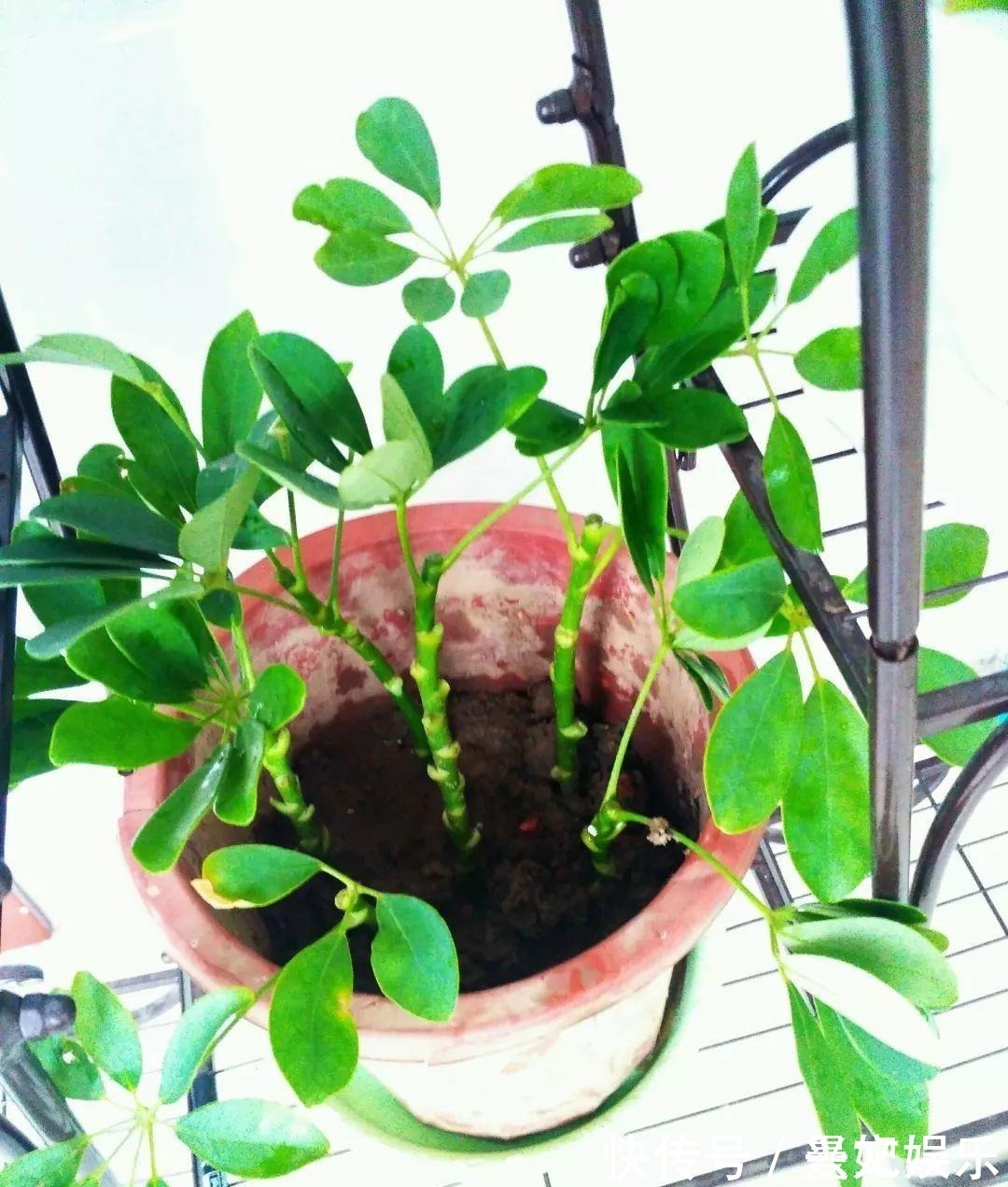 3种招财树,想养别花钱,掐个枝就生根,能得一大盆!