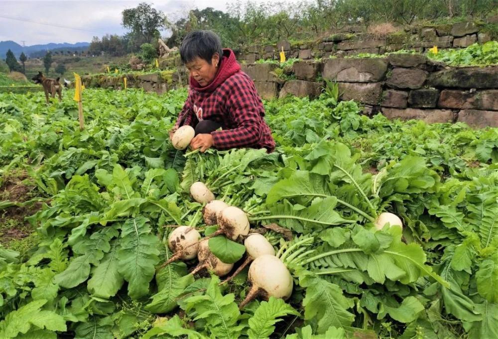  上线|你心心念念的赶水草蔸萝卜上线啦！个大形圆、皮薄汁多...