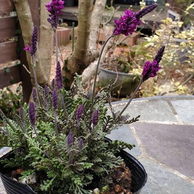 山野草，也高雅！