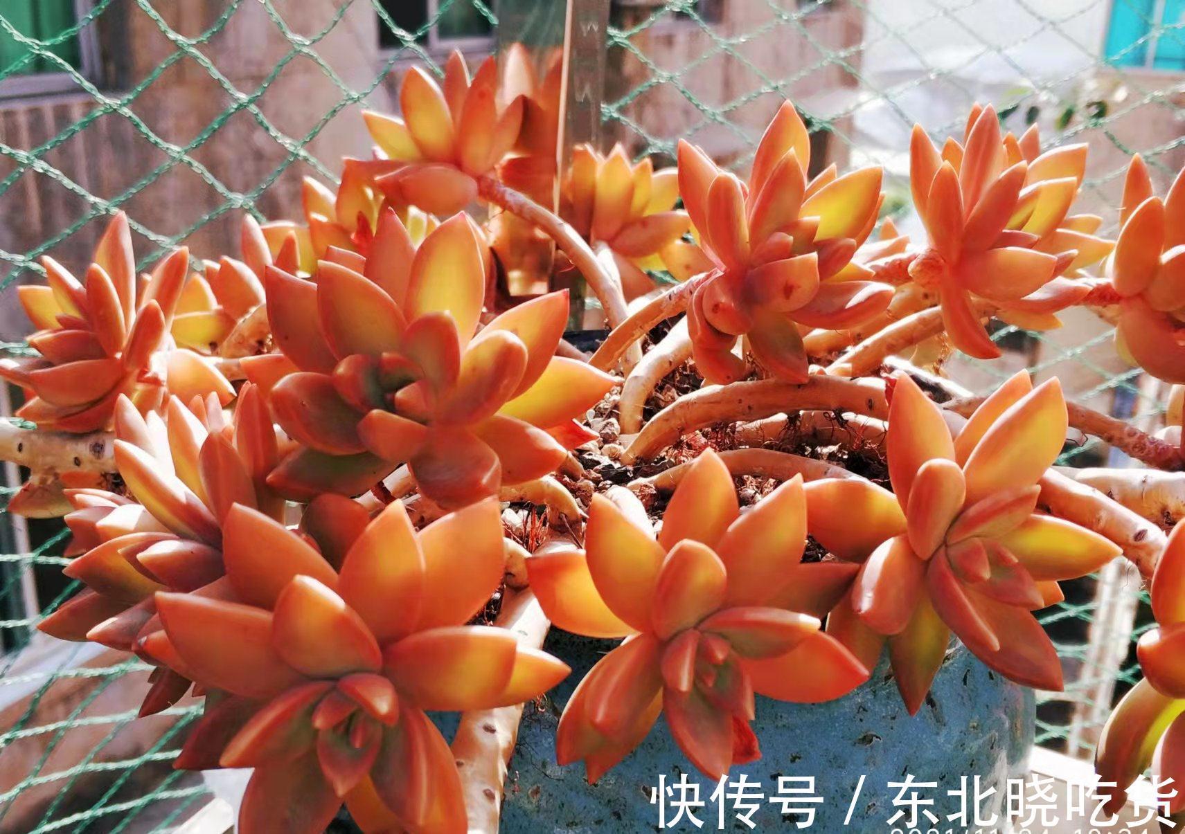 别人的多肉越养越美,你的却越养越丑?8年肉友告诉你是什么原因